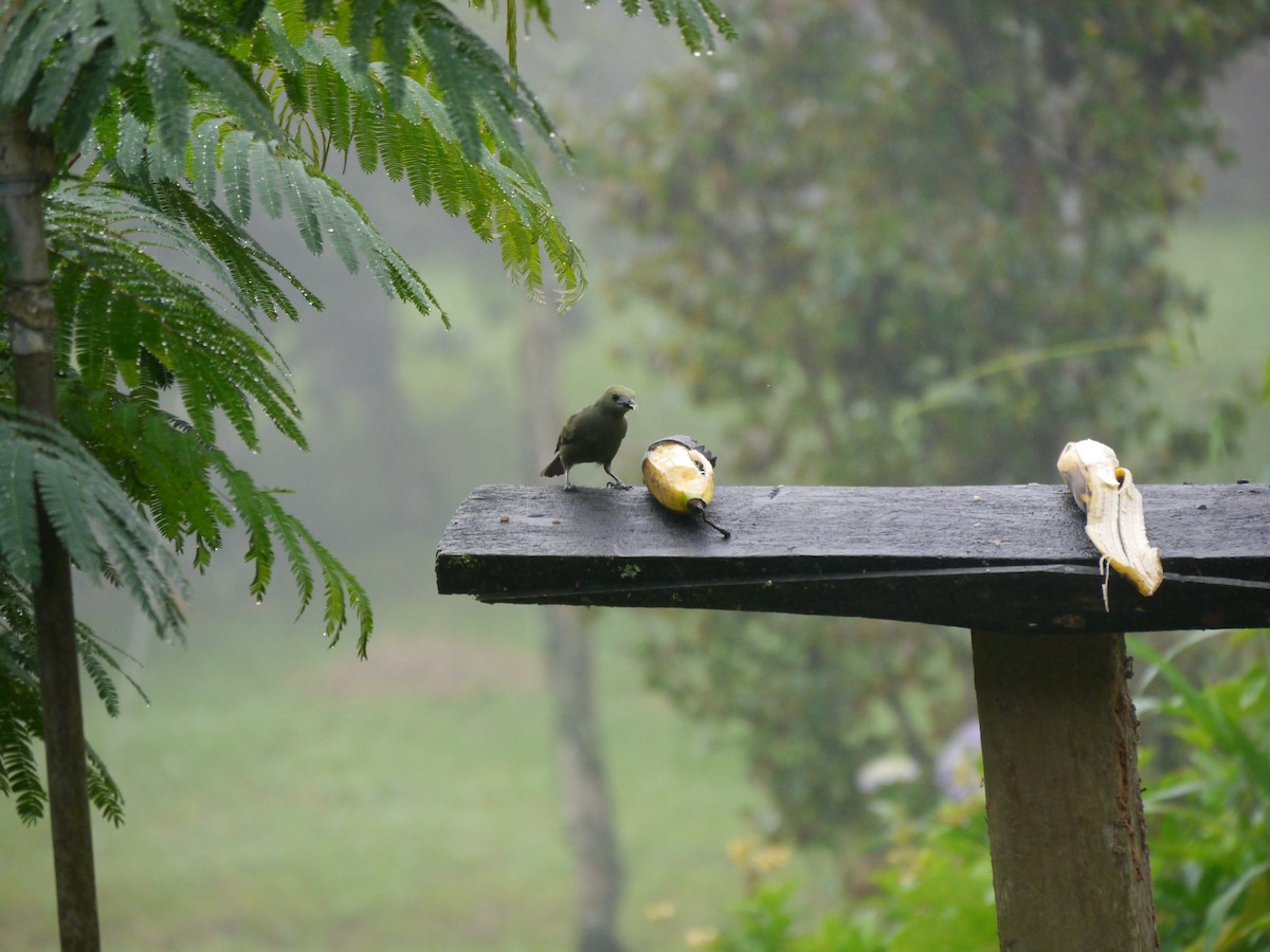 Palm Tanager - ML627710978