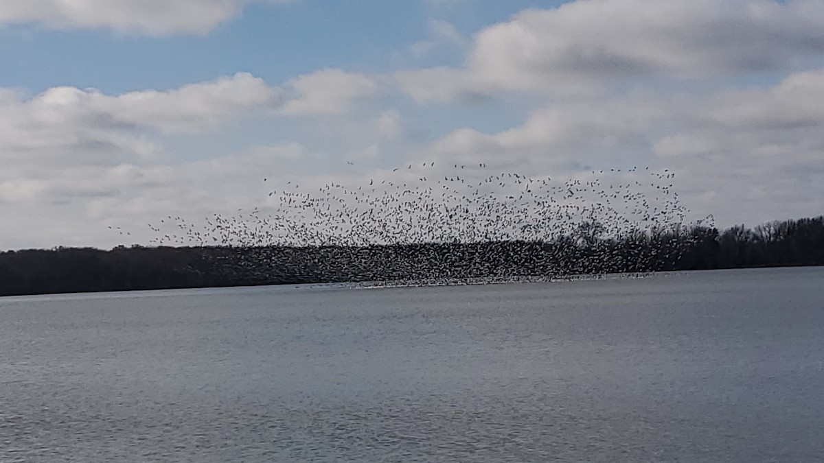 Snow Goose - ML627711008