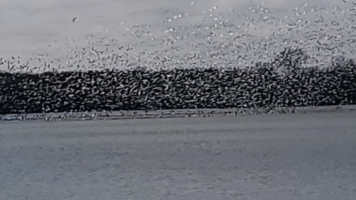 Snow Goose - ML627711009