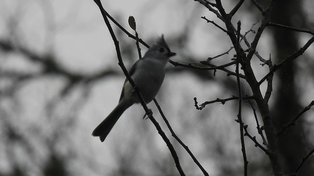 Tufted Titmouse - ML627711010