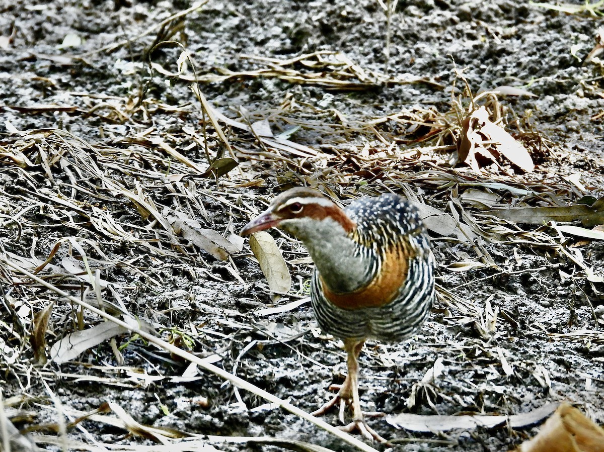 Buff-banded Rail - ML627711045