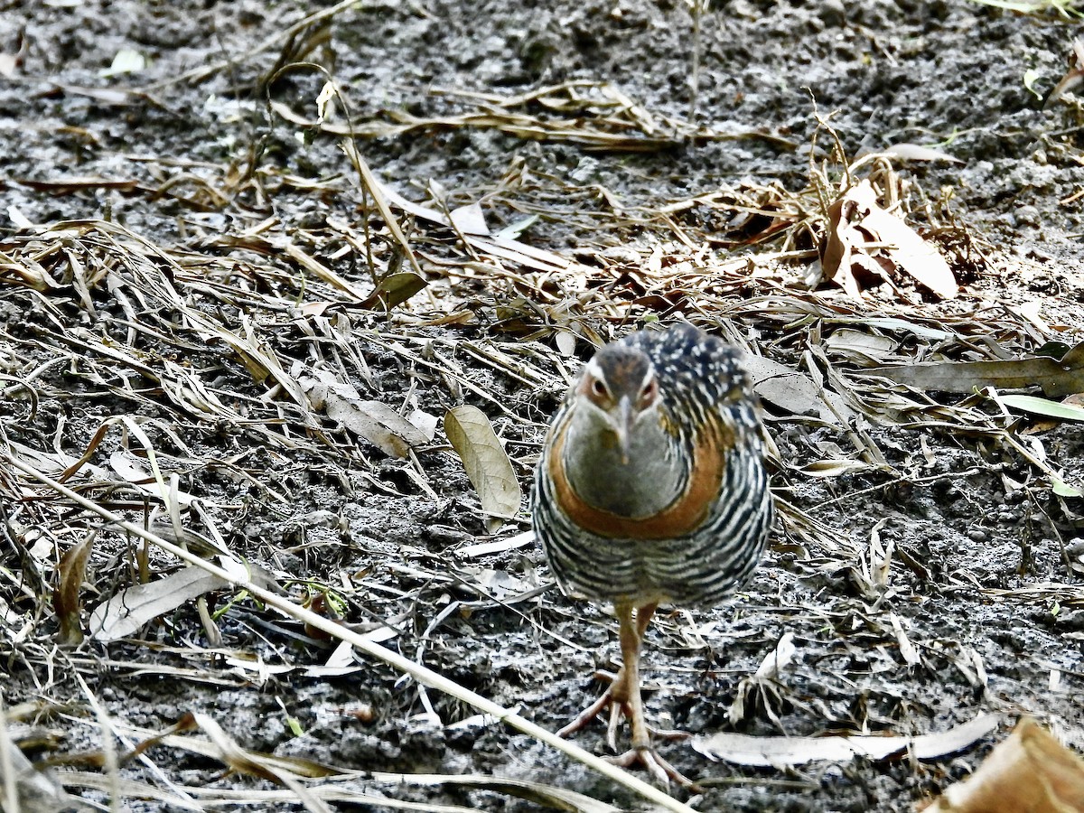 Buff-banded Rail - ML627711062