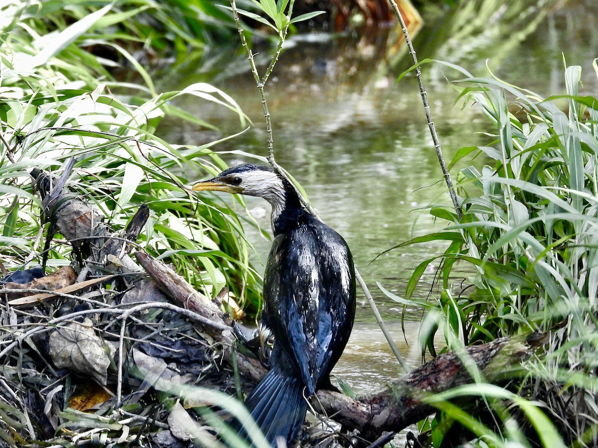 Little Pied Cormorant - ML627711079