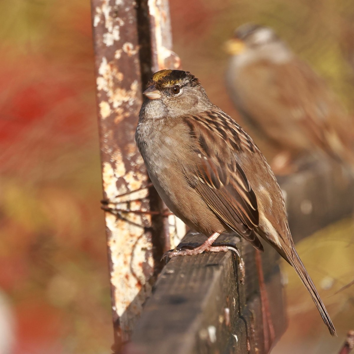Golden-crowned Sparrow - ML627711084
