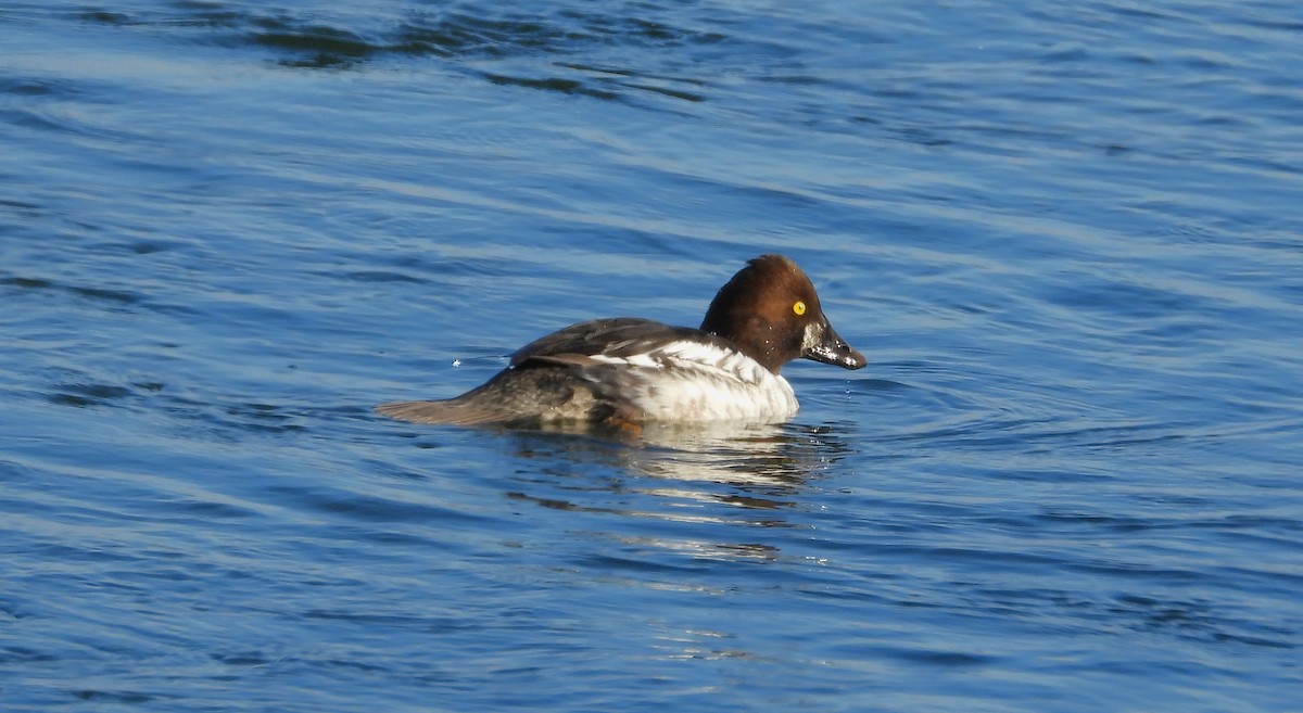 Common Goldeneye - ML627711085