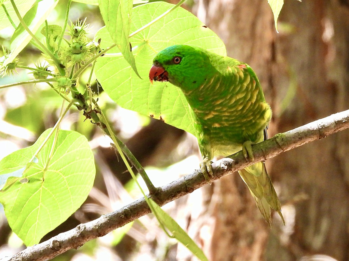 Scaly-breasted Lorikeet - ML627711099