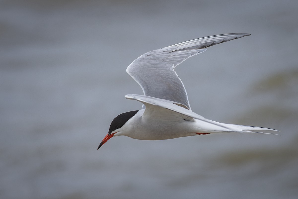 Common Tern - ML627711101