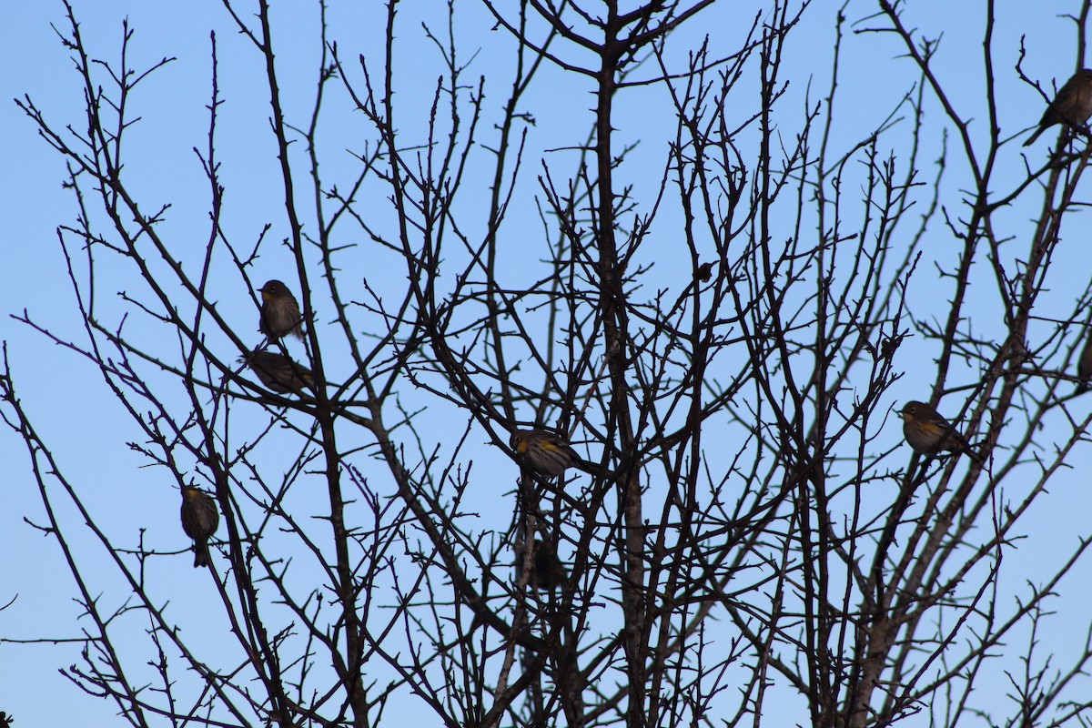 Yellow-rumped Warbler - ML627711103