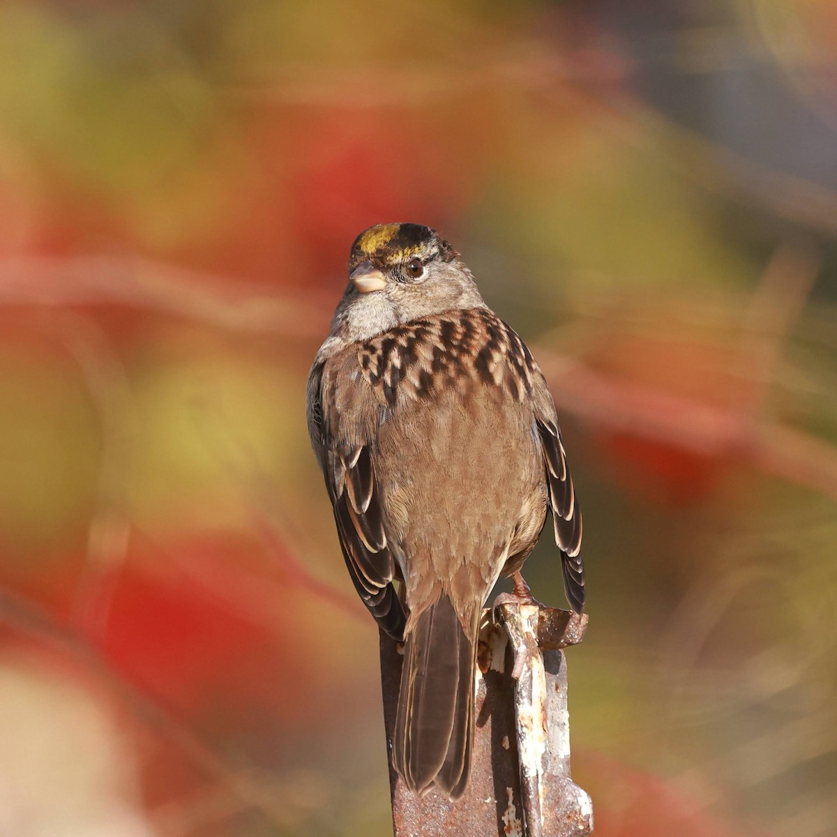 Golden-crowned Sparrow - ML627711107