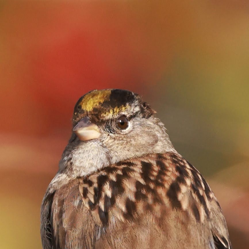 Golden-crowned Sparrow - ML627711114