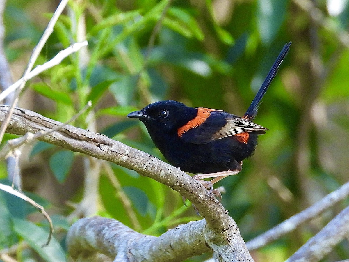 Red-backed Fairywren - ML627711118