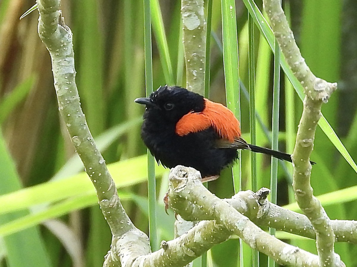 Red-backed Fairywren - ML627711151