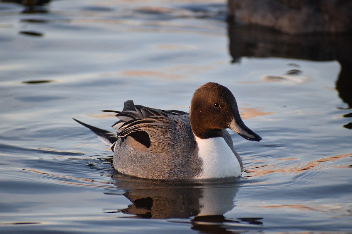 Northern Pintail - ML627711197