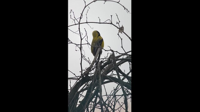 Audubon's Oriole - ML627711279