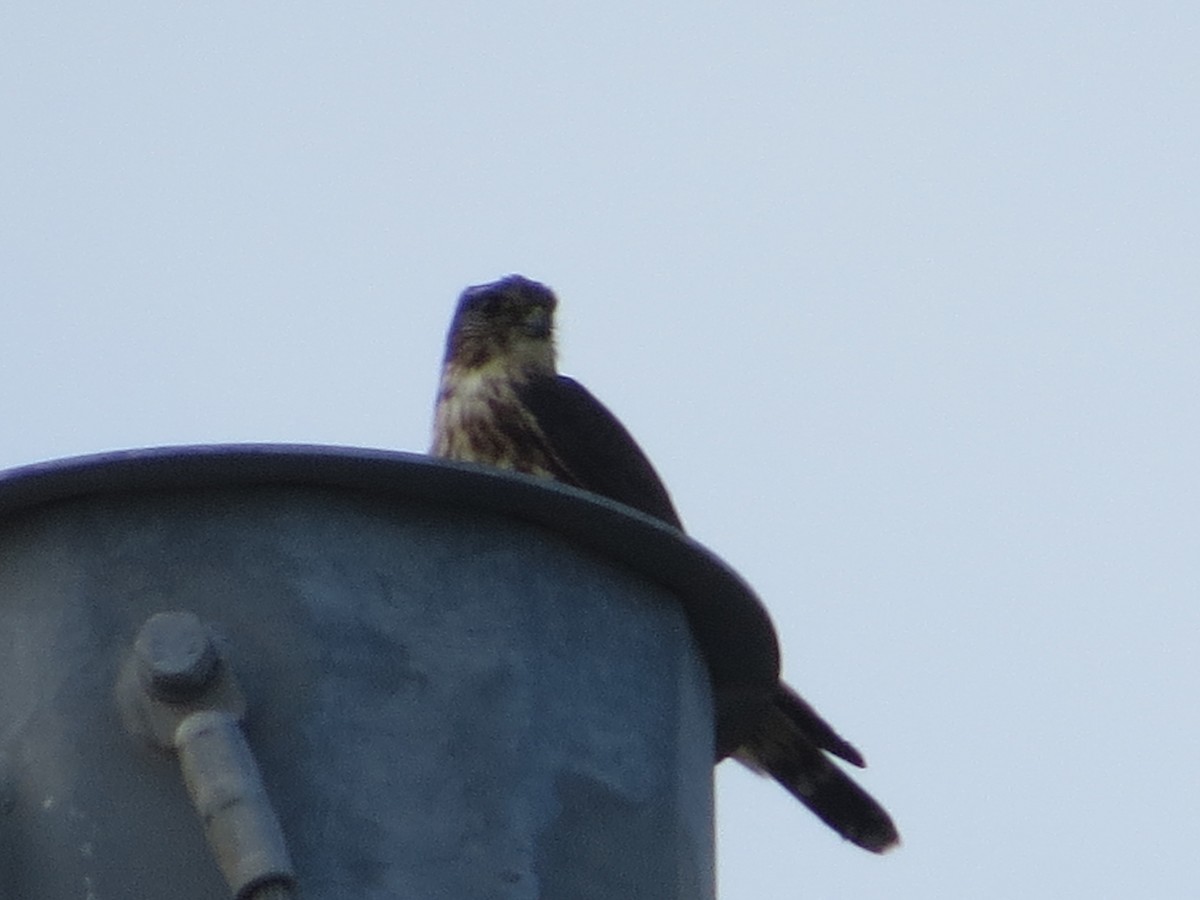 Merlin - ML627711283