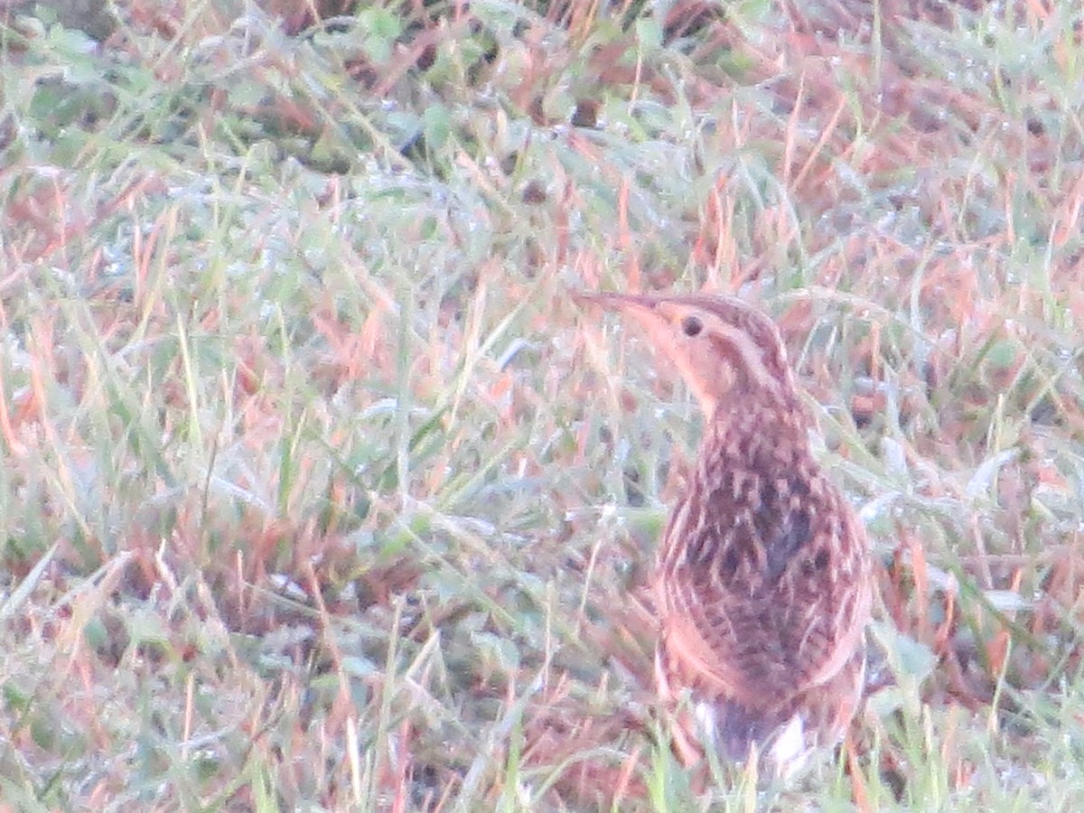 Eastern Meadowlark - ML627711321