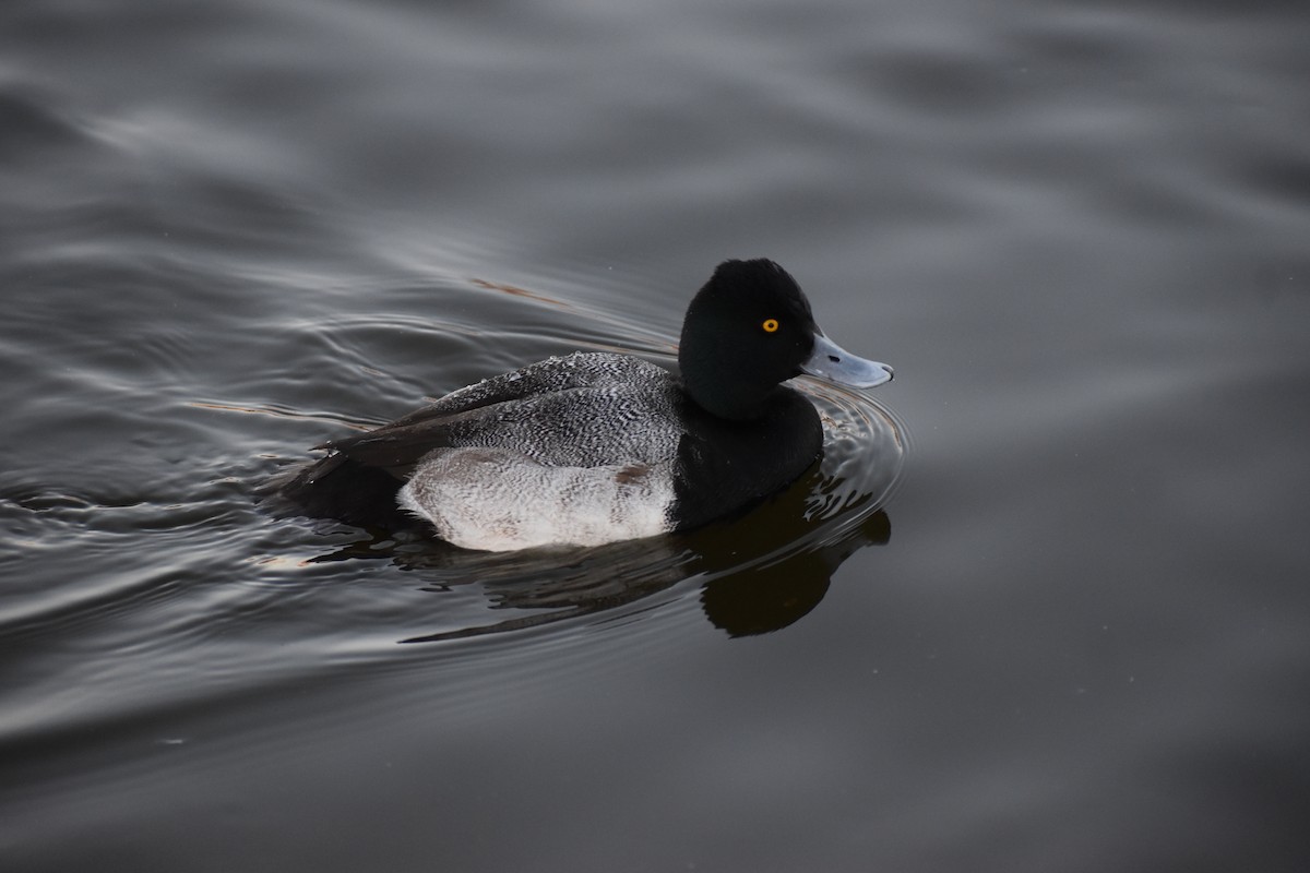 Lesser Scaup - ML627711324