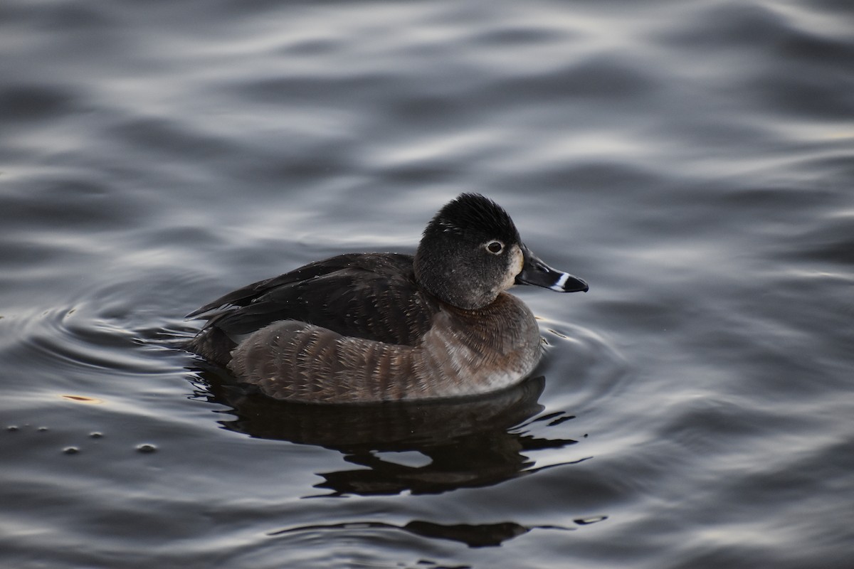 Ring-necked Duck - ML627711338