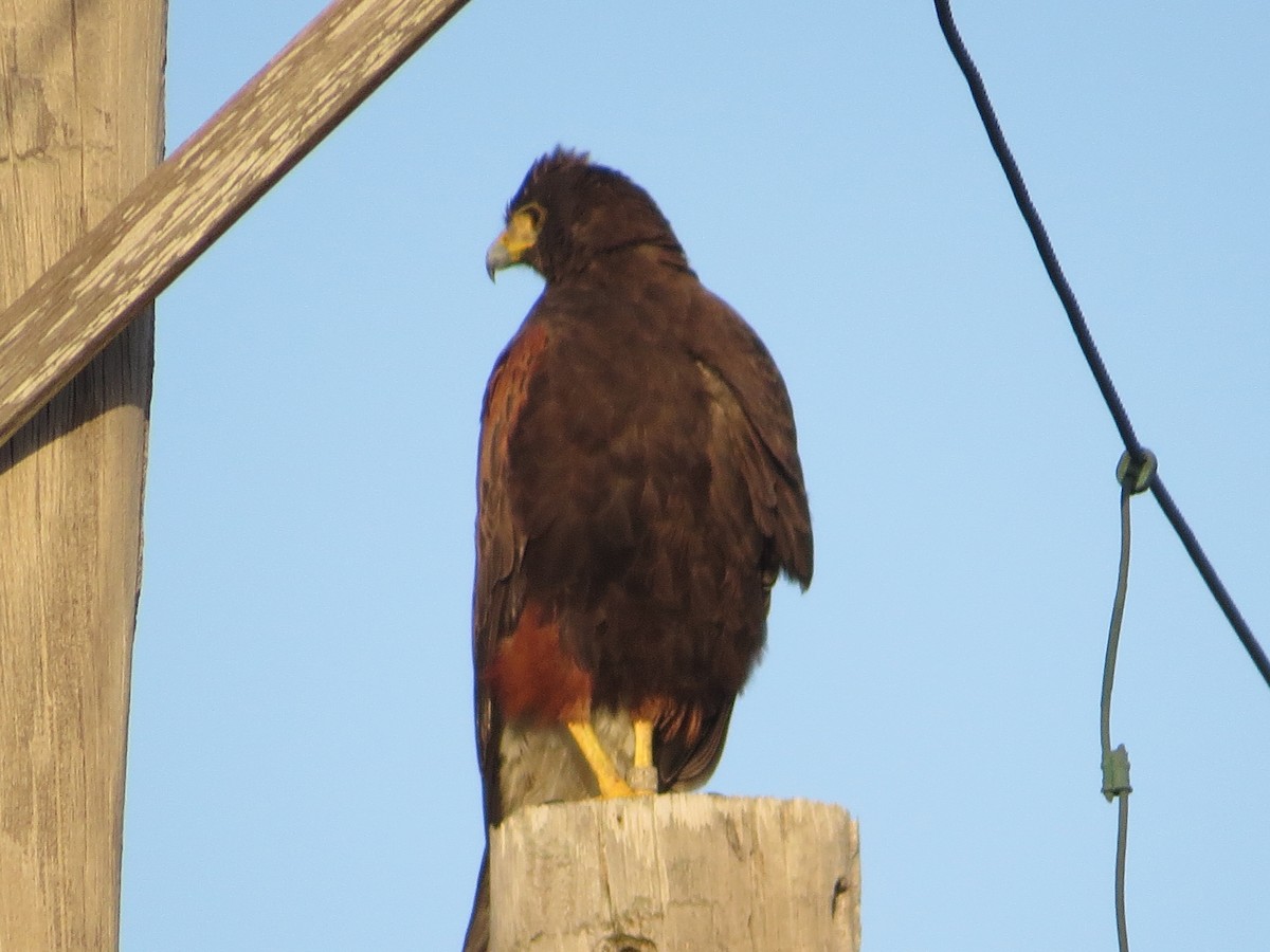 Harris's Hawk - ML627711357