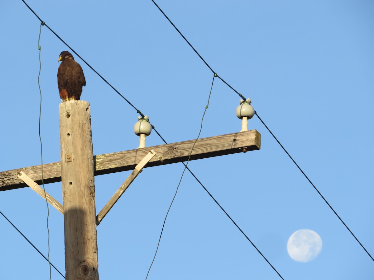 Harris's Hawk - ML627711358