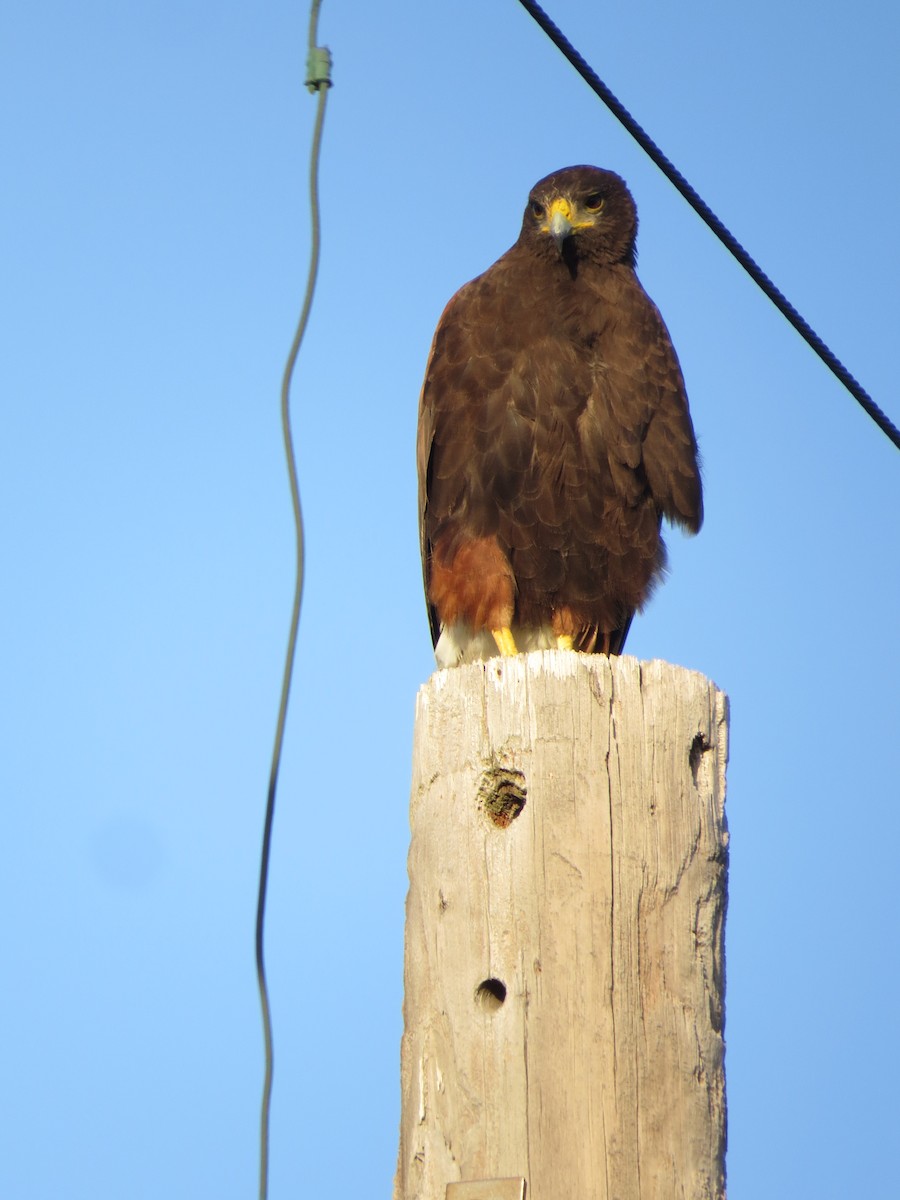 Harris's Hawk - ML627711359