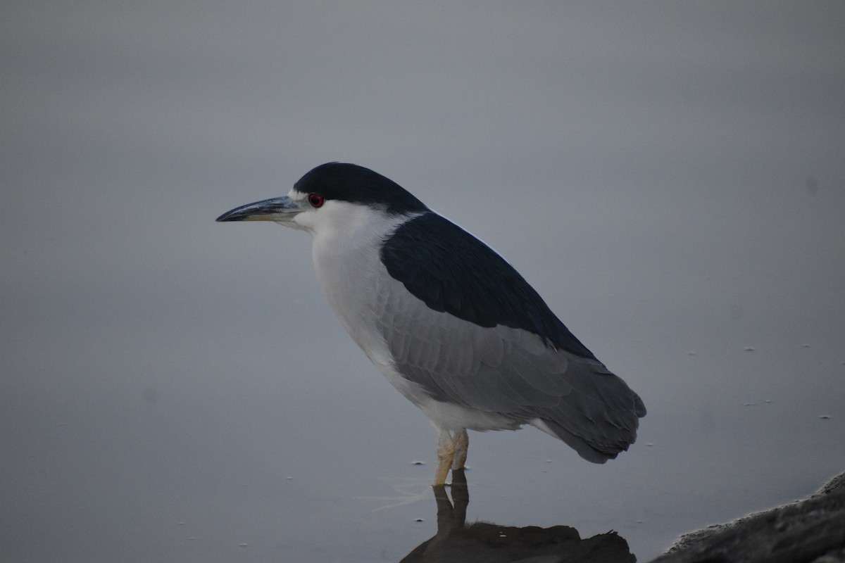 Black-crowned Night Heron - ML627711437