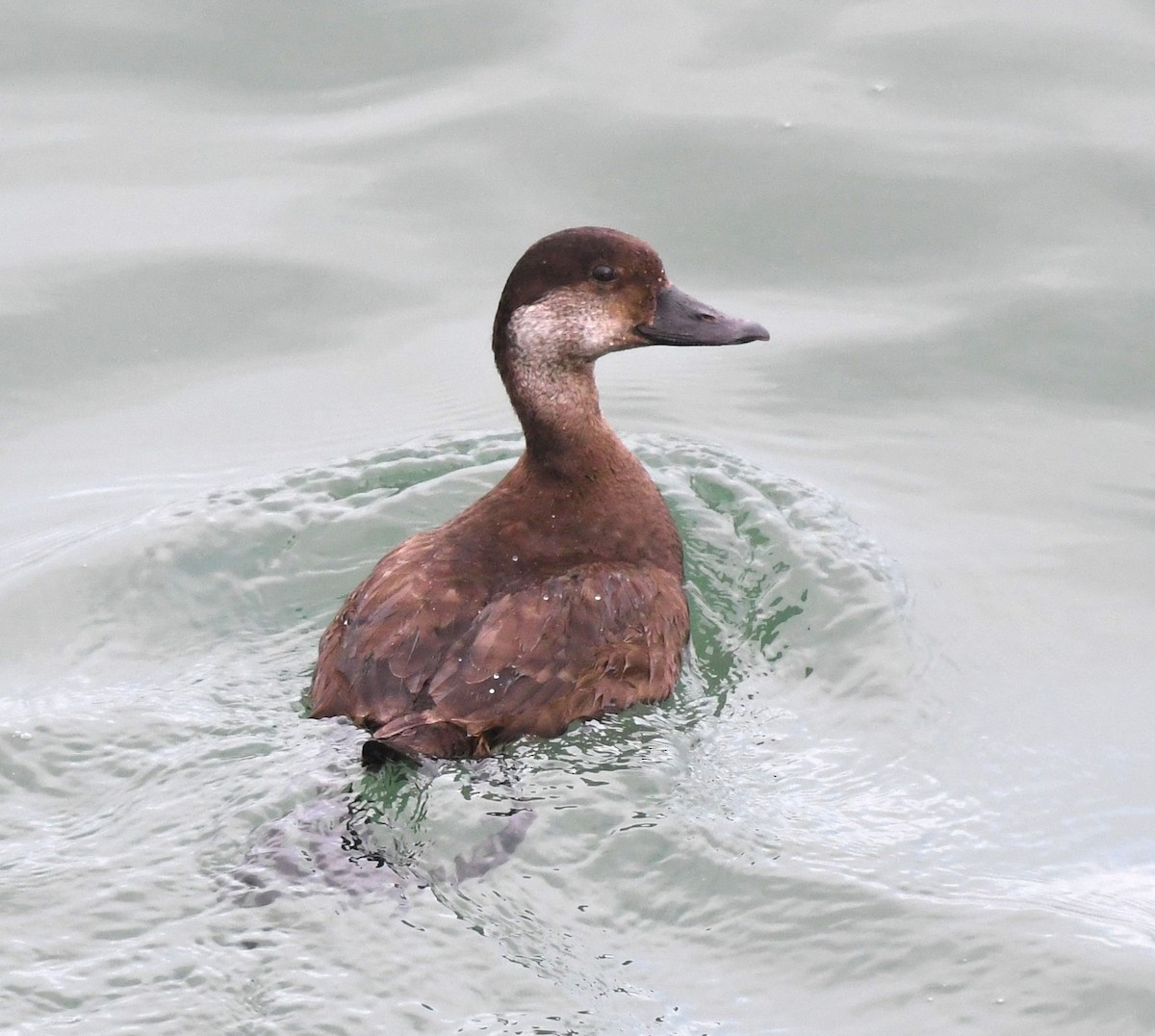 Black Scoter - ML627711449