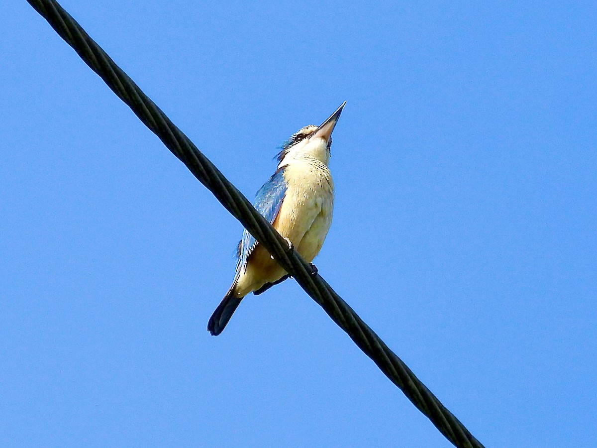 Sacred Kingfisher - ML627711475