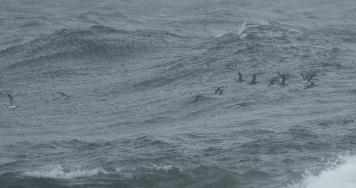 Common Murre - ML627711528