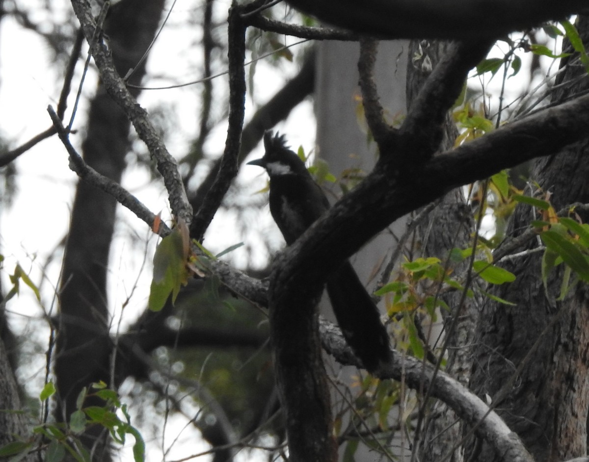 Eastern Whipbird - ML627711538
