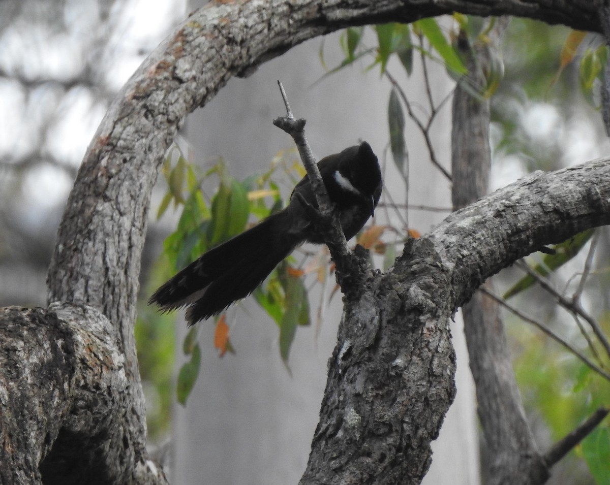 Eastern Whipbird - ML627711539