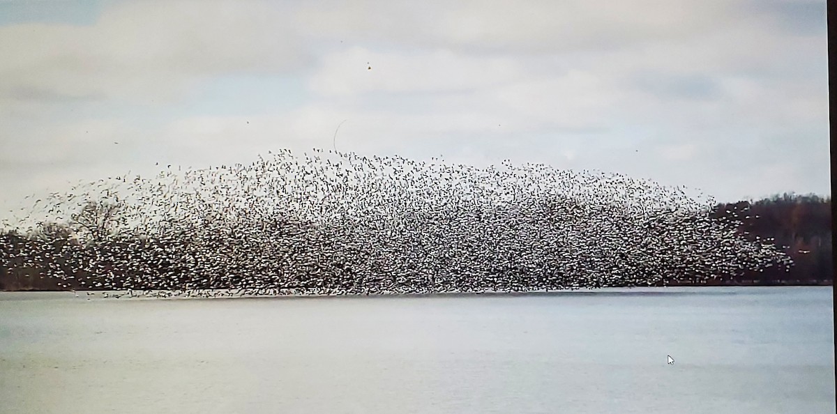 Snow Goose - ML627711653