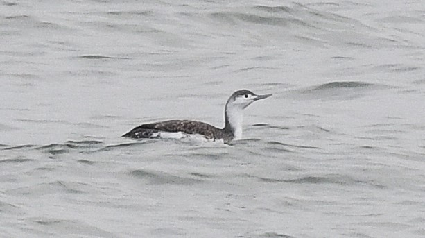 Sterntaucher - ML627711669