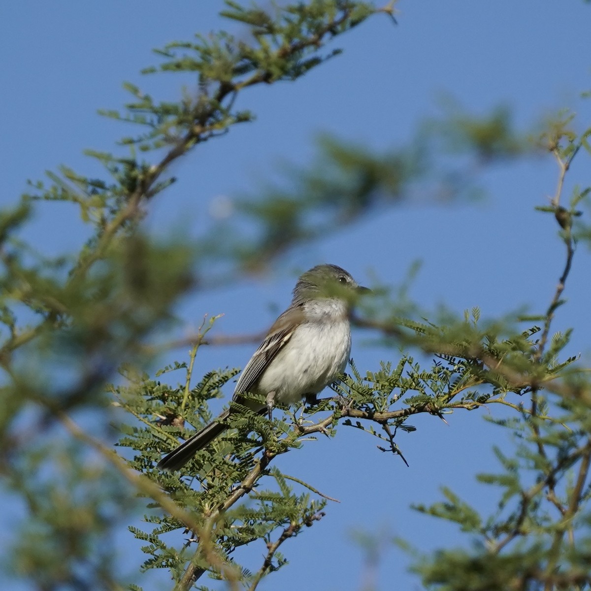 Suiriri Flycatcher - ML627711738