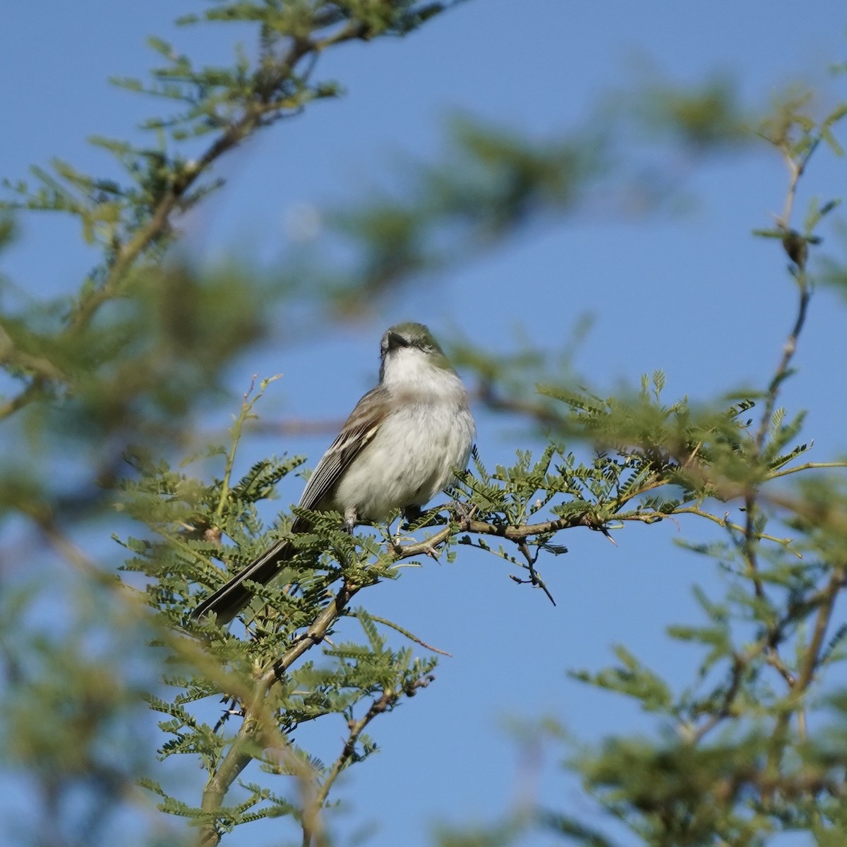 Suiriri Flycatcher - ML627711739