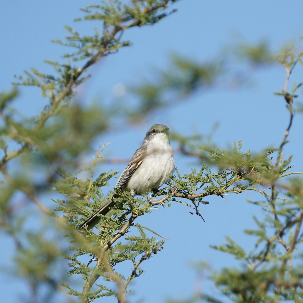 Suiriri Flycatcher - ML627711740