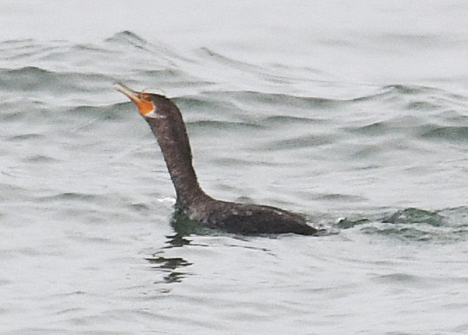 Double-crested Cormorant - ML627711768