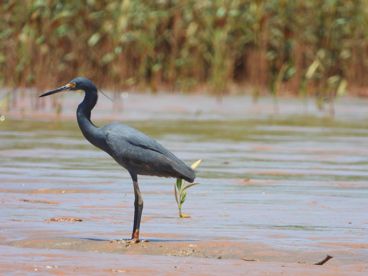 小白鷺(dimorpha) - ML627711922