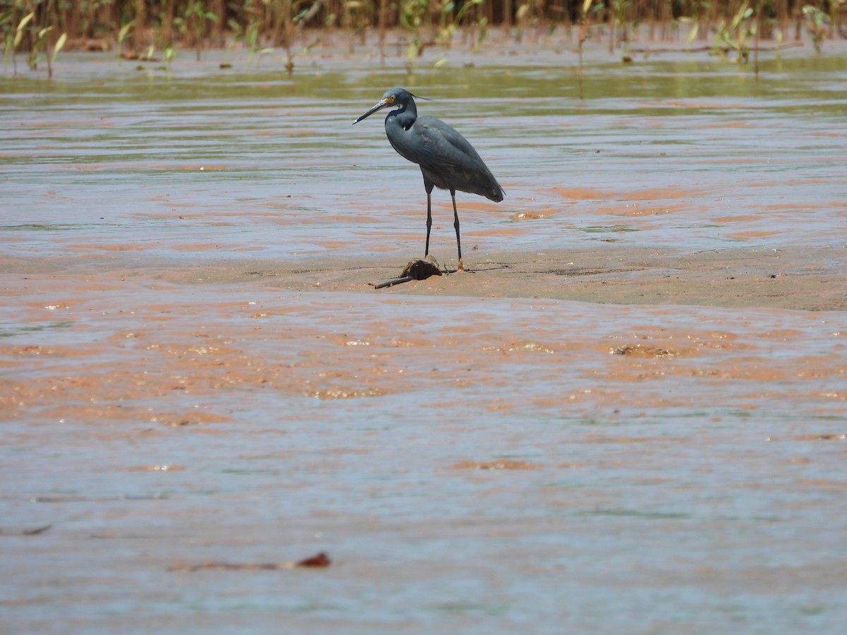 小白鷺(dimorpha) - ML627711923