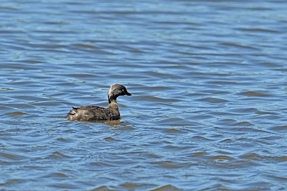 Hoary-headed Grebe - ML627712047