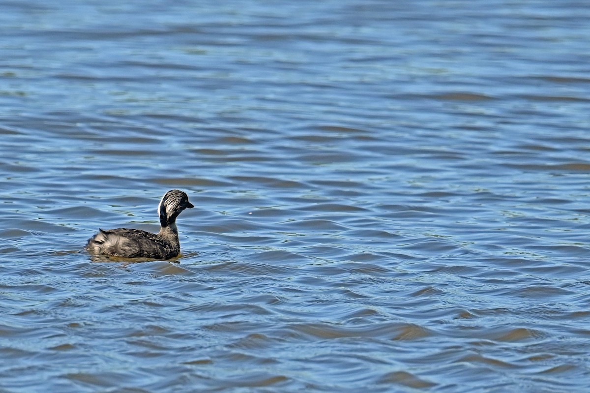 Hoary-headed Grebe - ML627712049