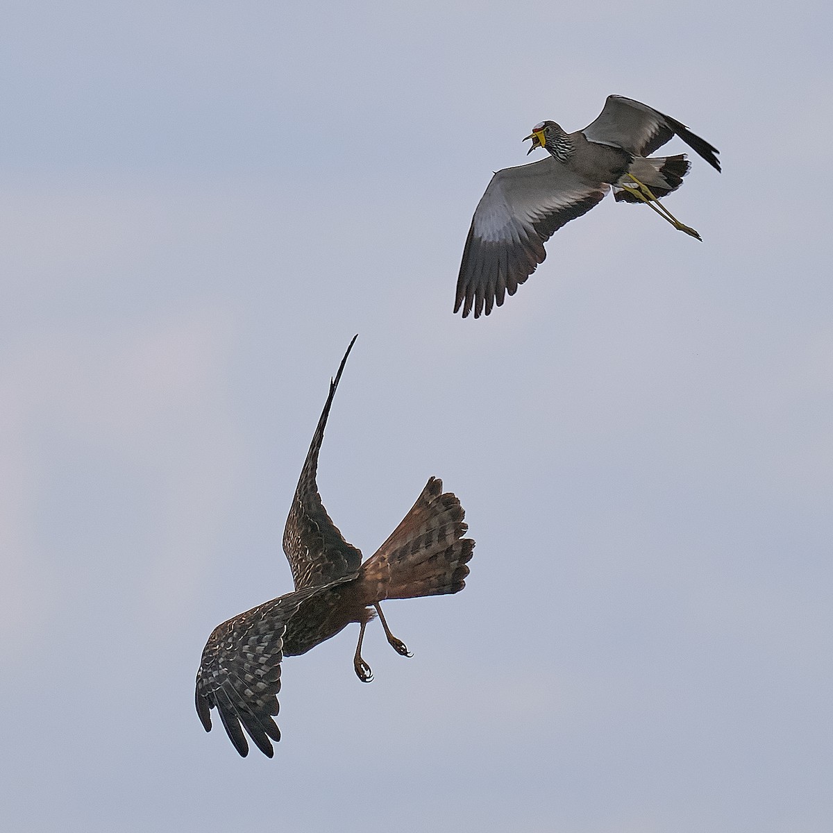 African Marsh Harrier - ML627712053