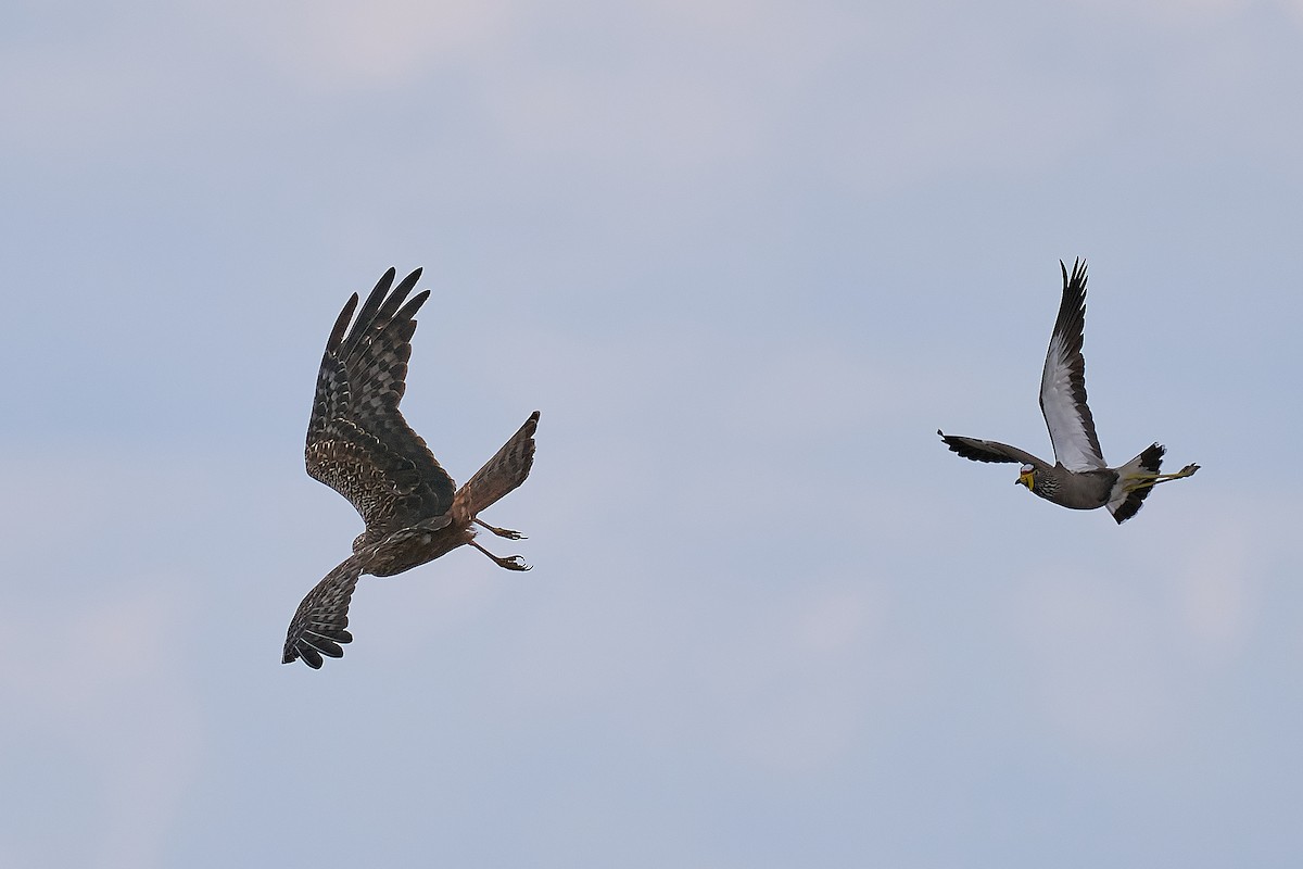 African Marsh Harrier - ML627712054