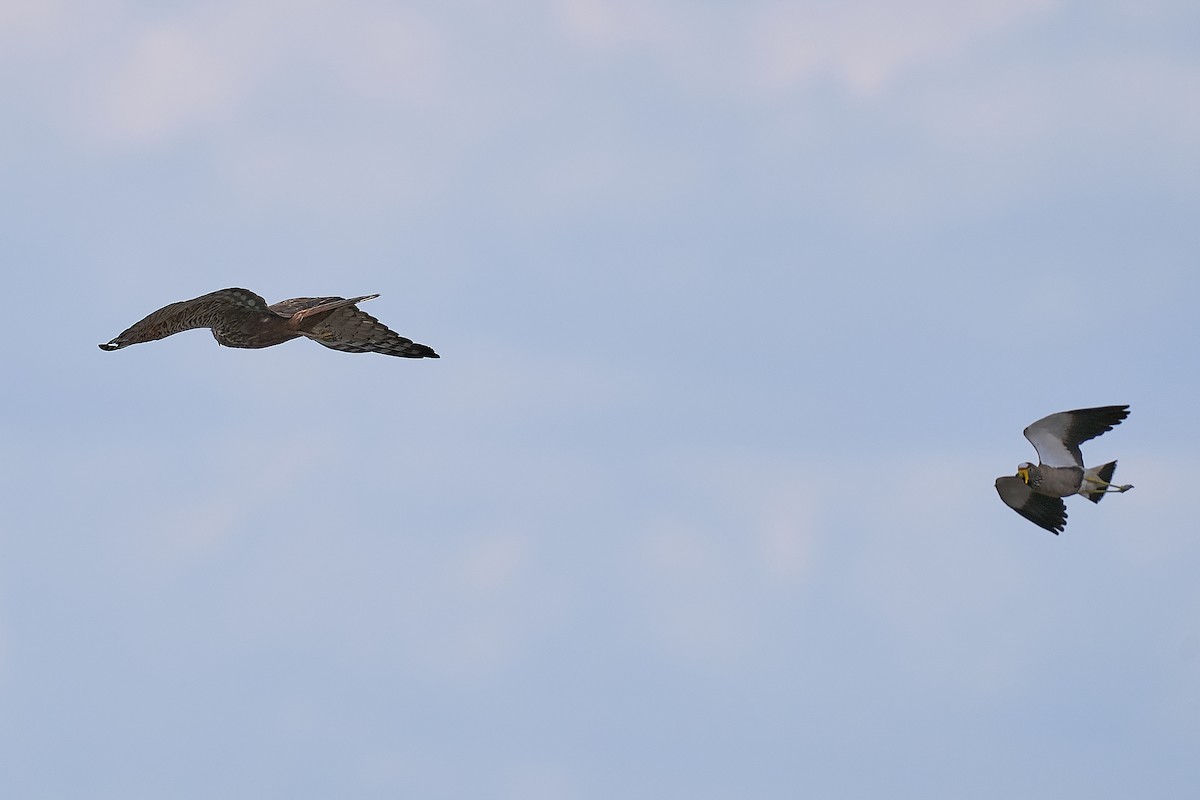 African Marsh Harrier - ML627712055