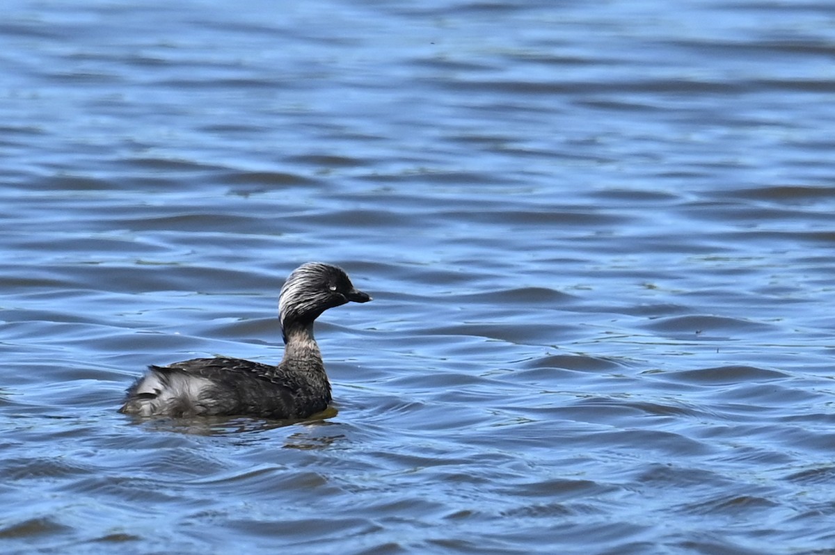 Hoary-headed Grebe - ML627712056