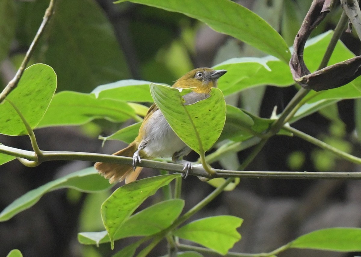 Gelbkehl-Grünammer (flavigularis/marginatus) - ML627712196