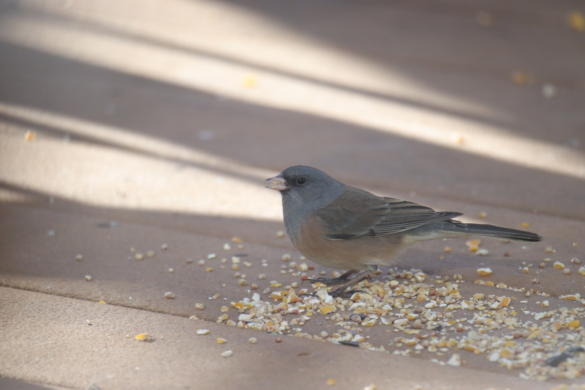 Dark-eyed Junco (Pink-sided) - ML627712253