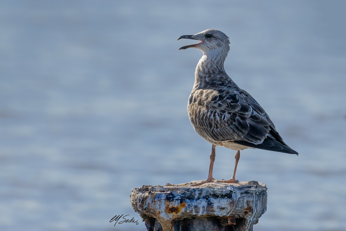 Lesser Black-backed Gull - ML627712362