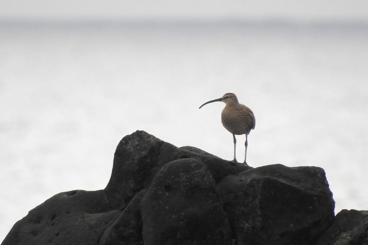 Hudsonian/Eurasian Whimbrel - ML627712491