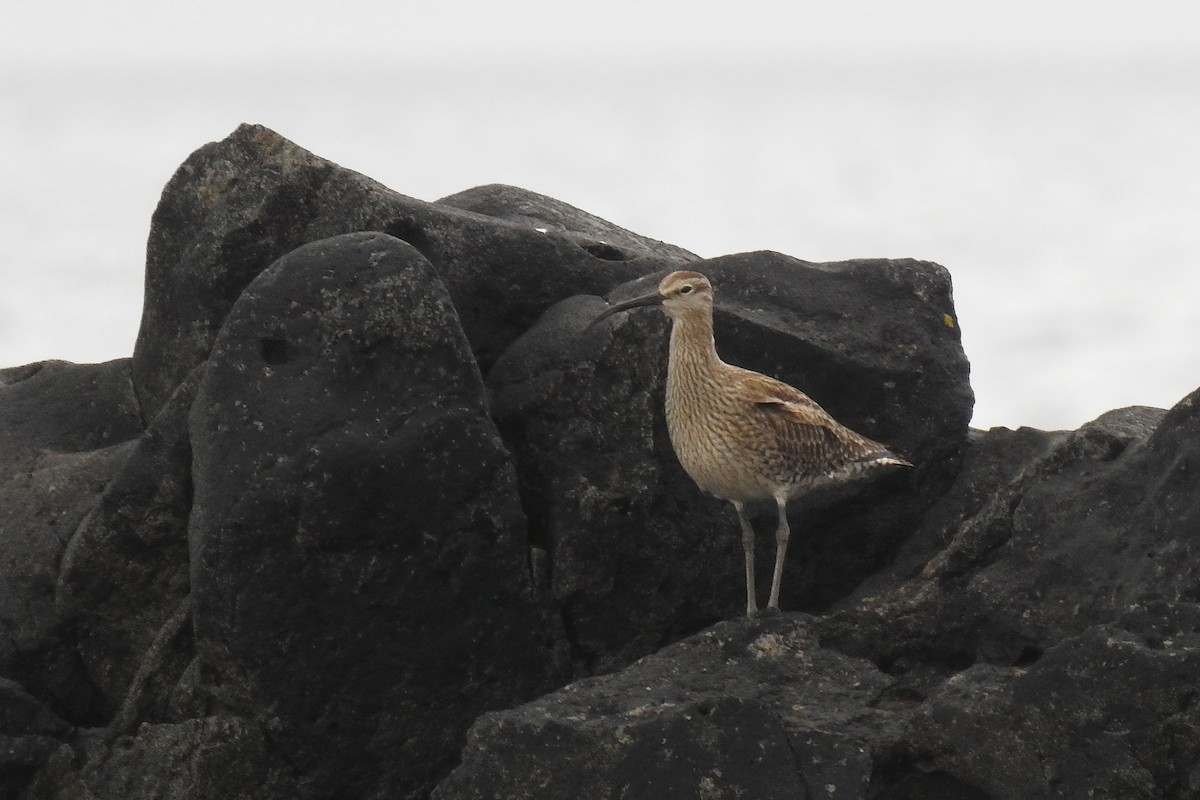 Hudsonian/Eurasian Whimbrel - ML627712492
